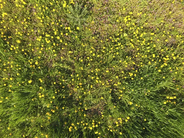 Ovanifrån av en blomma som röjning i trädgården. Maskrosor är gula blommor och andra blommor — Stockfoto