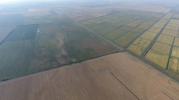 Reisanbau auf überfluteten Feldern. Reis auf dem Feld, der Beginn der Ernte. aus der Vogelperspektive. — Stockfoto