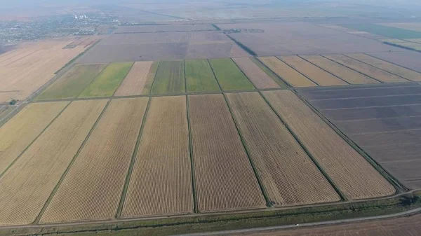 Pirinç su dolu alanlar üzerinde büyüyen. Olgun pirinç alanında, hasat başlangıcı. Kuşbakışı.