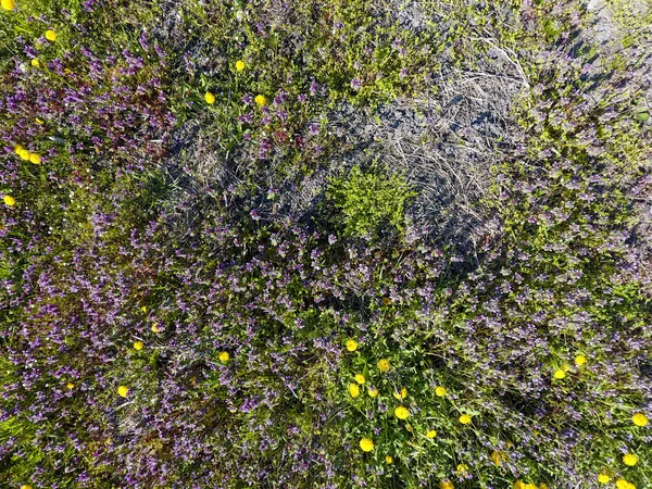 Bloemen Van Paardebloem Dovenetel Korstzwam Bloei Tuin Geneeskrachtige Planten — Stockfoto