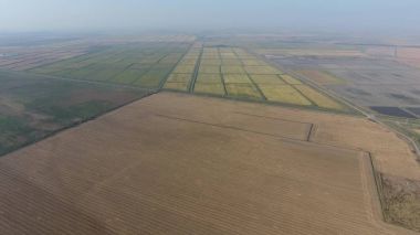 Pirinç su dolu alanlar üzerinde büyüyen. Olgun pirinç alanında, hasat başlangıcı. Kuşbakışı.
