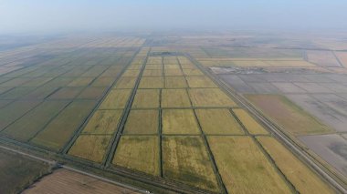 Pirinç su dolu alanlar üzerinde büyüyen. Olgun pirinç alanında, hasat başlangıcı. Kuşbakışı.