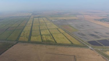Pirinç su dolu alanlar üzerinde büyüyen. Olgun pirinç alanında, hasat başlangıcı. Kuşbakışı.
