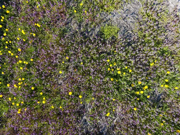 タンポポの花 ヒメオドリコソウは 庭に咲きます 薬用植物 — ストック写真