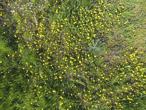 Widok Góry Kwiat Czyszczenia Ogrodzie Mlecze Żółte Kwiaty Inne Kwiaty — Zdjęcie stockowe