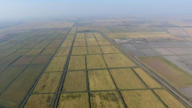 Pirinç su dolu alanlar üzerinde büyüyen. Olgun pirinç alanında, hasat başlangıcı. Kuşbakışı.