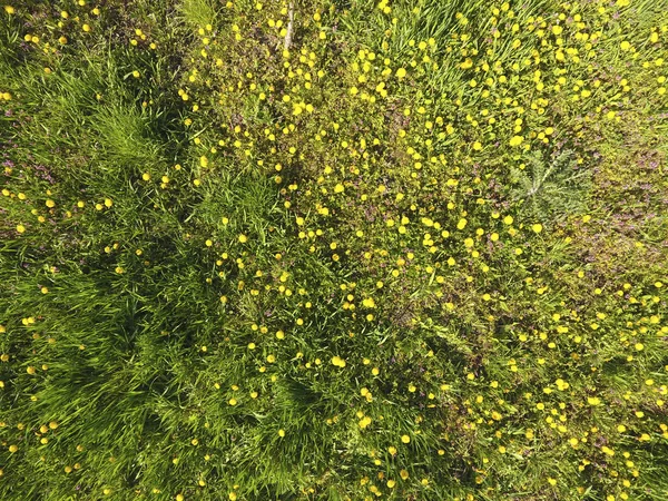 Ovanifrån Blomma Som Röjning Trädgården Maskrosor Gula Blommor Och Andra — Stockfoto