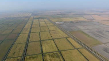 Pirinç su dolu alanlar üzerinde büyüyen. Olgun pirinç alanında, hasat başlangıcı. Kuşbakışı. Sular altında pirinç paddies. Alanları pirinç büyüyen agronomik yöntemleri. Ekili hangi pirinç suda alanlarla sel.