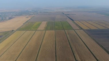 Pirinç su dolu alanlar üzerinde büyüyen. Olgun pirinç alanında, hasat başlangıcı. Kuşbakışı.