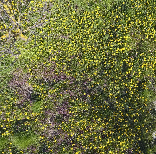 Widok Góry Kwiat Czyszczenia Ogrodzie Mlecze Żółte Kwiaty Inne Kwiaty — Zdjęcie stockowe