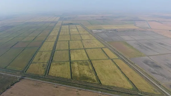 Pirinç su dolu alanlar üzerinde büyüyen. Olgun pirinç alanında, hasat başlangıcı. Kuşbakışı.