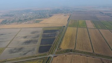 Pirinç su dolu alanlar üzerinde büyüyen. Olgun pirinç alanında, hasat başlangıcı. Kuşbakışı.