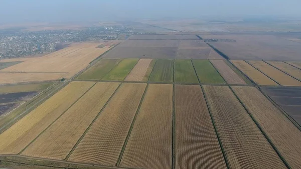 Pirinç su dolu alanlar üzerinde büyüyen. Olgun pirinç alanında, hasat başlangıcı. Kuşbakışı.