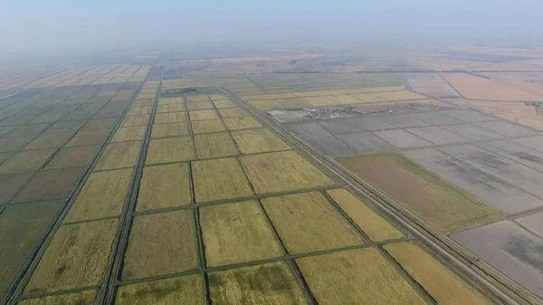 Pirinç su dolu alanlar üzerinde büyüyen. Olgun pirinç alanında, hasat başlangıcı. Kuşbakışı.