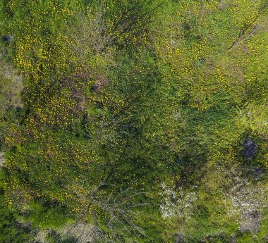 Üstten görünüm bahçede temizleyerek bir çiçek. Dandelions sarı çiçekler ve diğer çiçekler vardır