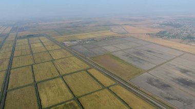 Pirinç su dolu alanlar üzerinde büyüyen. Olgun pirinç alanında, hasat başlangıcı. Kuşbakışı.