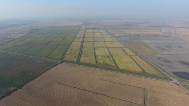 Pirinç su dolu alanlar üzerinde büyüyen. Olgun pirinç alanında, hasat başlangıcı. Kuşbakışı.