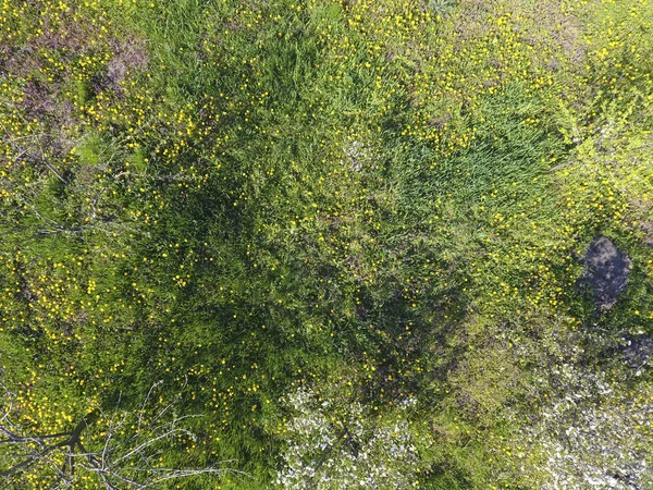 Vista superior de uma clareira de flores no jardim. Os dentes-de-leão são flores amarelas e outras flores — Fotografia de Stock
