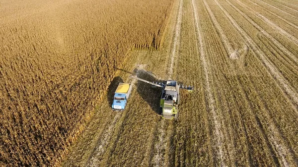 Combine colheitadeira derrama grãos de milho no corpo do caminhão. Colheita colheitas de milho . — Fotografia de Stock