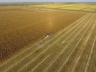 Hasat dökülen Mısır tane kamyon vücuda birleştirin. Hasat hasat Mısır.