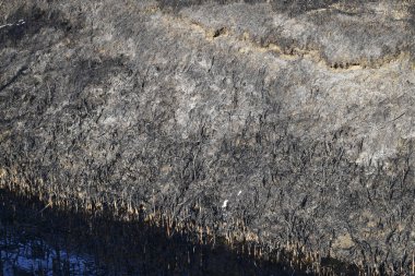 Gölet Beach yanmış kamışı ile. Kurum ve kül yanmış çimen