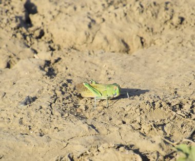 Yeşil çekirge, kanat böcek. Tarımsal ürün zararlı. Çekirge o