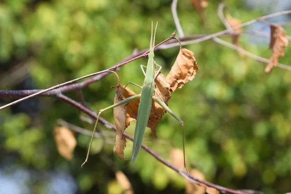 Zöld locust, szárnyas rovar. Pest, mezőgazdasági kultúrák. — Stock Fotó