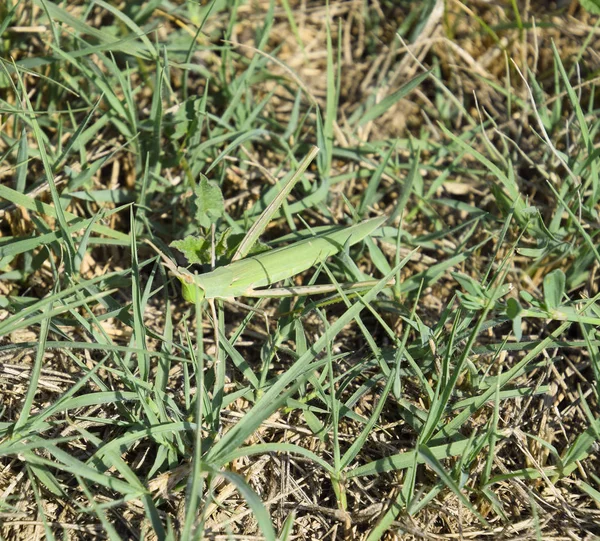 Gröna gräshoppor, wing insekt. Skadegörare i jordbruksgrödor. Gräshoppor o — Stockfoto