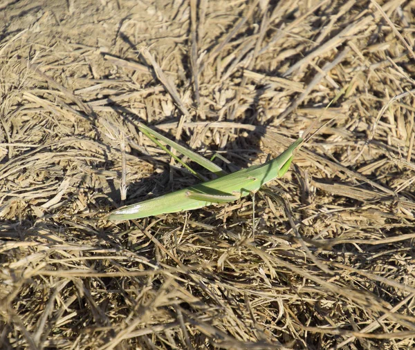 Langosta verde, insecto de ala. Plaga de cultivos agrícolas. Langostas — Foto de Stock