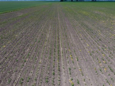 Fidan Mısır. Genç mısır tarlası. Mısır alanında sürgünler. Yem Mısır Silaj için
