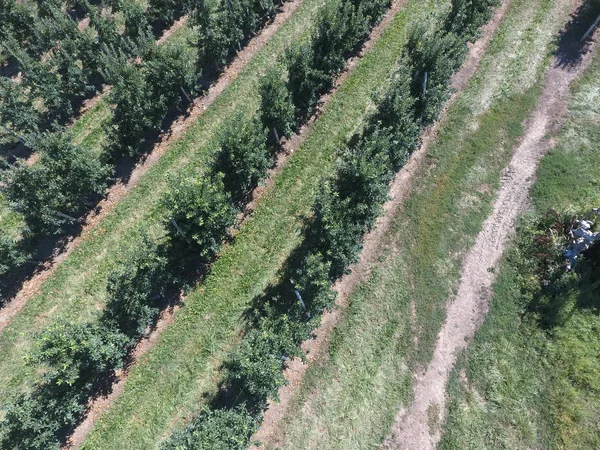 Baumreihen im Garten. Luftbildaufnahmen, Ansicht von oben. — Stockfoto