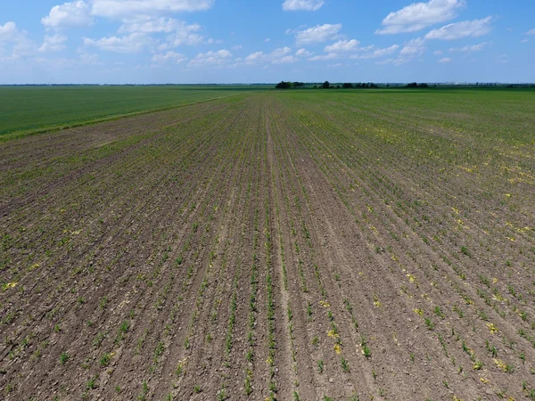 Fidan Mısır. Genç mısır tarlası. Mısır alanında sürgünler. Yem Mısır Silaj için.