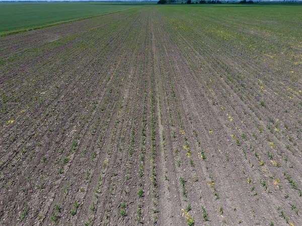 Fidan Mısır. Genç mısır tarlası. Mısır alanında sürgünler. Yem Mısır Silaj için