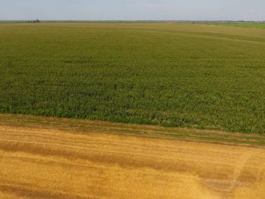Mısır ve alanın eğimli buğday tarlası. Yeşil Mısır blooms sahada. Büyüme ve mısır koçanı olgunlaşma döneminde