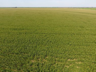 Mısır tarlası. Yeşil Mısır blooms sahada. Büyüme ve mısır koçanı olgunlaşma döneminde