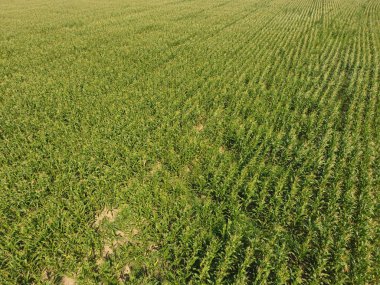 Mısır tarlası. Yeşil Mısır blooms sahada. Büyüme ve mısır koçanı olgunlaşma döneminde.