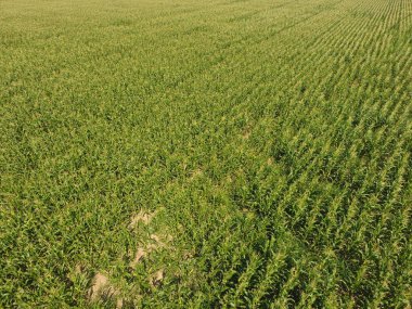 Mısır tarlası. Yeşil Mısır blooms sahada. Büyüme ve mısır koçanı olgunlaşma döneminde