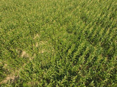 Mısır tarlası. Yeşil Mısır blooms sahada. Büyüme ve mısır koçanı olgunlaşma döneminde.