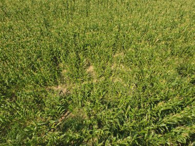 Mısır tarlası. Yeşil Mısır blooms sahada. Büyüme ve mısır koçanı olgunlaşma döneminde.