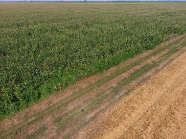 Mısır ve alanın eğimli buğday tarlası. Yeşil Mısır blooms sahada. Büyüme ve mısır koçanı olgunlaşma döneminde.