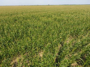 Mısır tarlası. Yeşil Mısır blooms sahada. Büyüme ve mısır koçanı olgunlaşma döneminde.