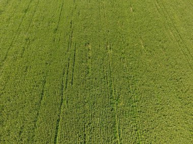 Mısır tarlası. Yeşil Mısır blooms sahada. Büyüme ve mısır koçanı olgunlaşma döneminde.