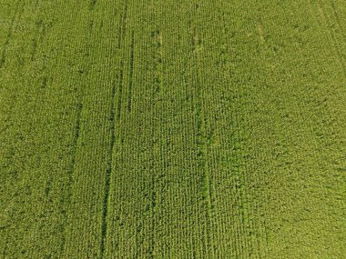 Mısır tarlası. Yeşil Mısır blooms sahada. Büyüme ve mısır koçanı olgunlaşma döneminde.