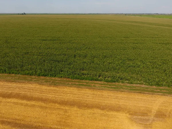 Mısır ve alanın eğimli buğday tarlası. Yeşil Mısır blooms sahada. Büyüme ve mısır koçanı olgunlaşma döneminde