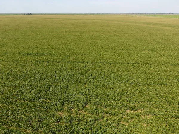 Mısır tarlası. Yeşil Mısır blooms sahada. Büyüme ve mısır koçanı olgunlaşma döneminde