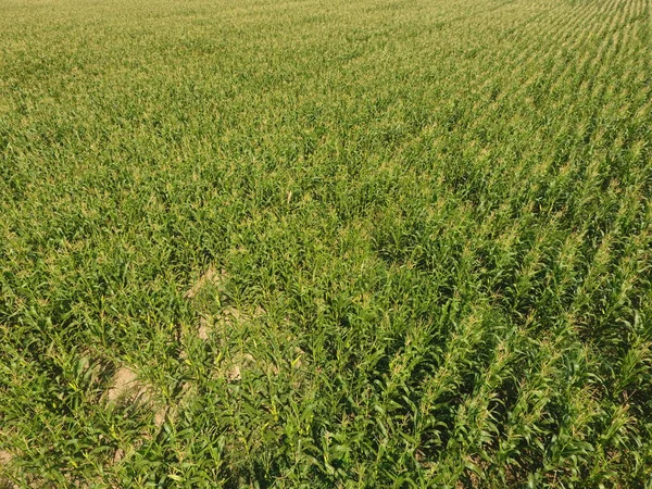 Mısır tarlası. Yeşil Mısır blooms sahada. Büyüme ve mısır koçanı olgunlaşma döneminde