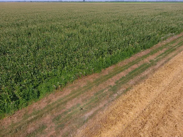 Mısır ve alanın eğimli buğday tarlası. Yeşil Mısır blooms sahada. Büyüme ve mısır koçanı olgunlaşma döneminde.