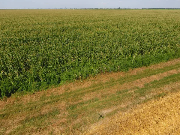 Mısır ve alanın eğimli buğday tarlası. Yeşil Mısır blooms sahada. Büyüme ve mısır koçanı olgunlaşma döneminde.