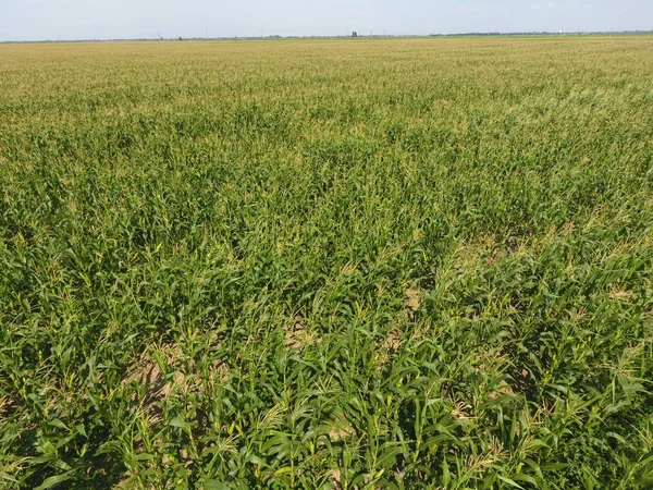 Mısır tarlası. Yeşil Mısır blooms sahada. Büyüme ve mısır koçanı olgunlaşma döneminde.