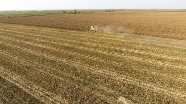 Hasatçı mısırı hasat eder. Hasat makinesinin yardımıyla mısır koçanlarını toplayın. Tarlada olgun mısır.